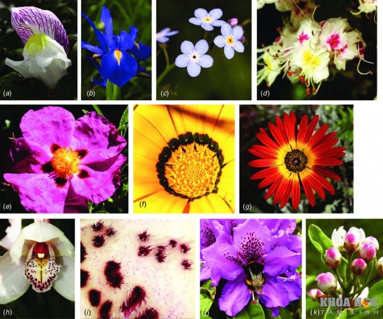 1901-bong-hoa-cua-su-song-flower-of-life---cach-thuong-de-sang-tao-ra-thuc-tai-va-vu-tru-14.jpg