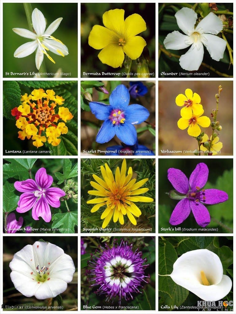 1901-bong-hoa-cua-su-song-flower-of-life---cach-thuong-de-sang-tao-ra-thuc-tai-va-vu-tru-15.jpg