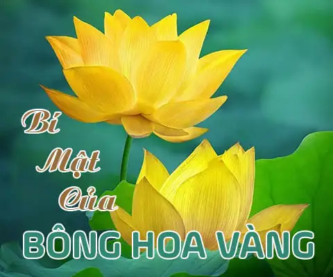 Bí Mật Của Bông Hoa Vàng