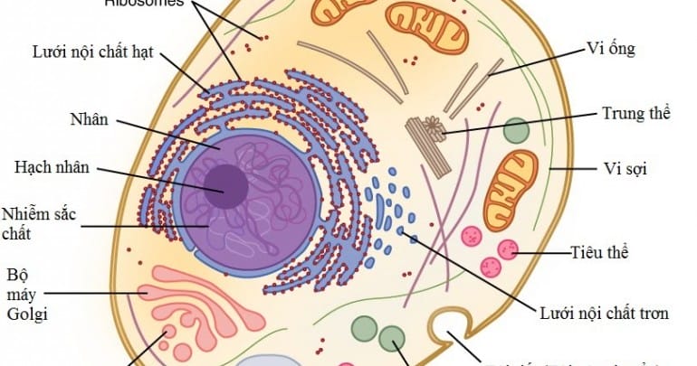 Trí Tuệ Của Tế Bào: Phần 3
