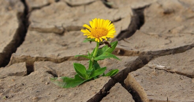 Nghịch Cảnh Và Giải Thoát