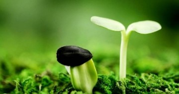 Hạt Mầm Của Khổ Đau